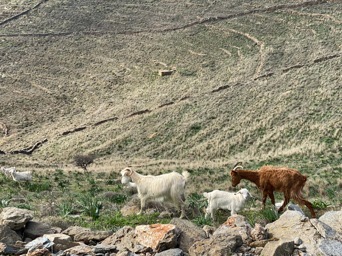 Goats, Kythnos Island, Greece