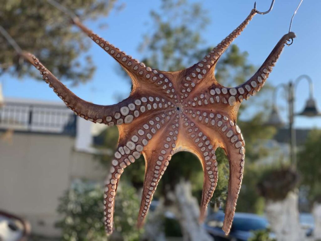Octopus, Kythnos Island, Greece